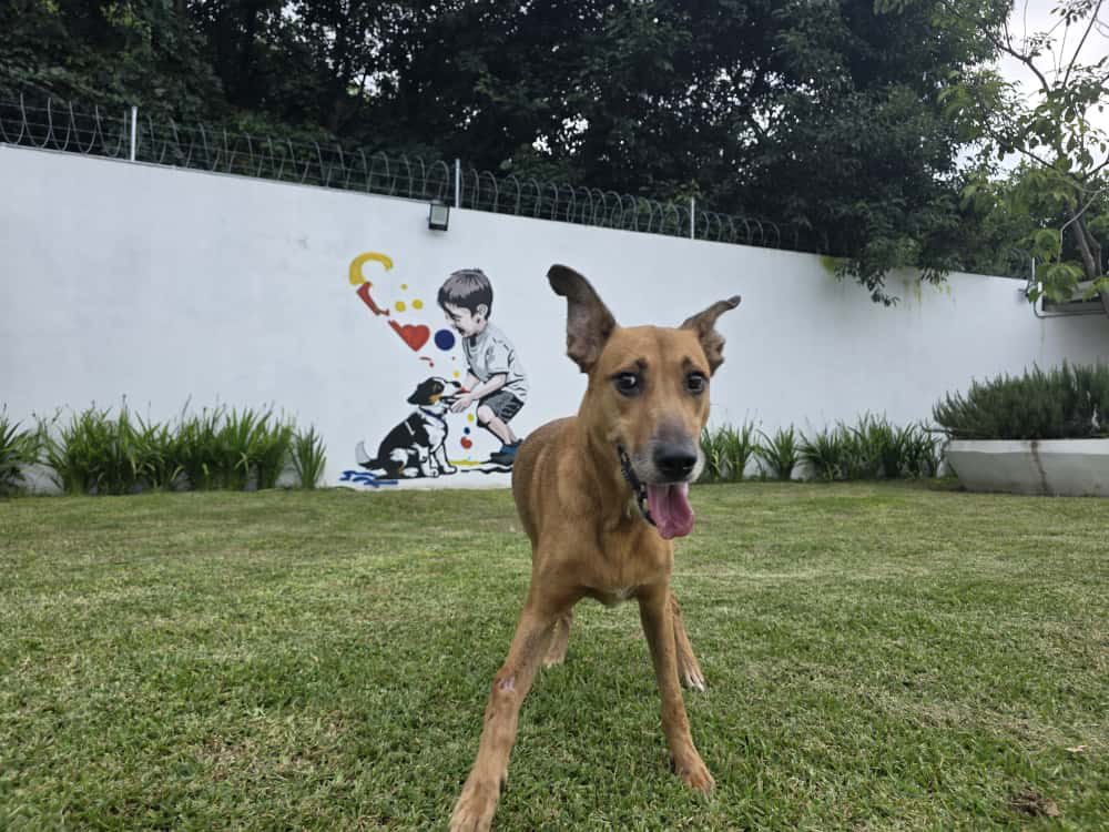 Rescatan a cuatro perritos víctimas de maltrato en Tepic tras cateo en vivienda