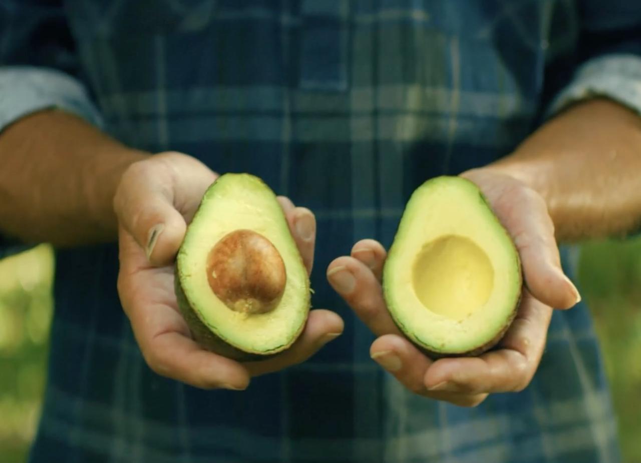Por primera vez en la historia, Nayarit exportará aguacate a Estados Unidos